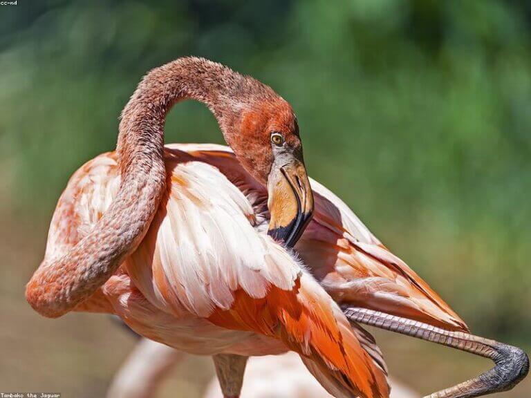 удаление пятен с дивана краснодар